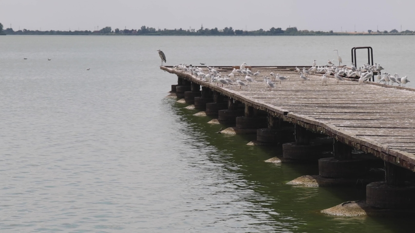 Overcrowded Dock With Gulls Birds at Lake Palic Nature Park Hot Summer Day