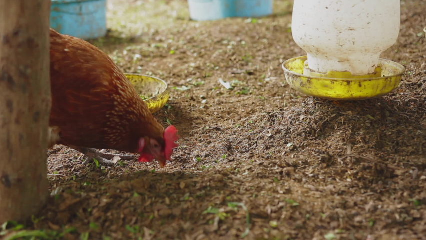 Hen eating grains on ground farm, Chicken in Farm Organic Royalty-Free Stock Footage #1094262957