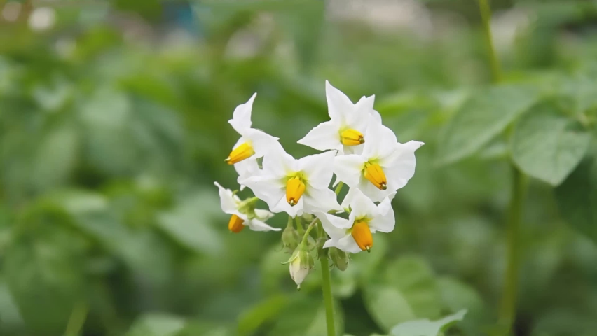 Flowering potatoes. Flowers on potatoes in field. Potato farm.
