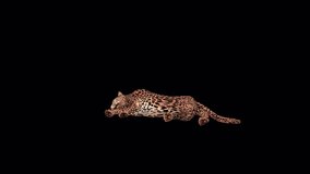 Jaguar Sleeping View , Animation.Full HD 1920×1080.09 Seconds Long, Transparent Alpha Video. LOOP.