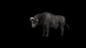 Buffalo Ready for Fight animation.Full HD 1920×1080.6 Second Long.Transparent Alpha video.LOOP.
