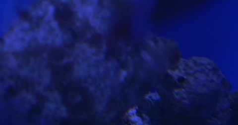Monacanthus chinensis, fan-bellied leatherjacket, fantail leatherjacket is Floating, Hiding Behind the Stones, Flossil Corals,floating slowly, aquarium, oceanarium, blue lamplight, underwater