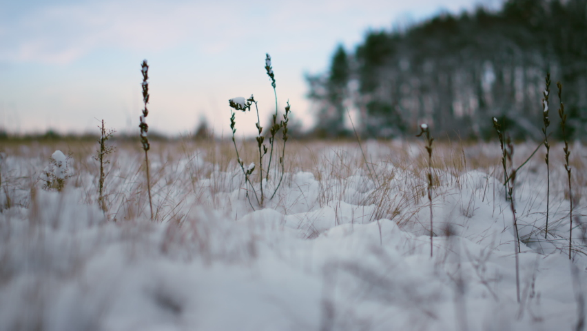 Closeup dry grass stalks sticking out clear snow on winter forest backgroud. Freeze plants empty meadow covered soft white hoarfrost in front gloomy sky. Frozen landscape with snowbound nature.