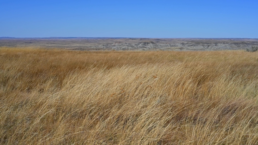 Long grass prairie grass blows in a strong wind with badlands hills in the background.