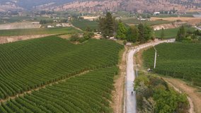 aerial footage of cyclist riding through vineyard by a lake