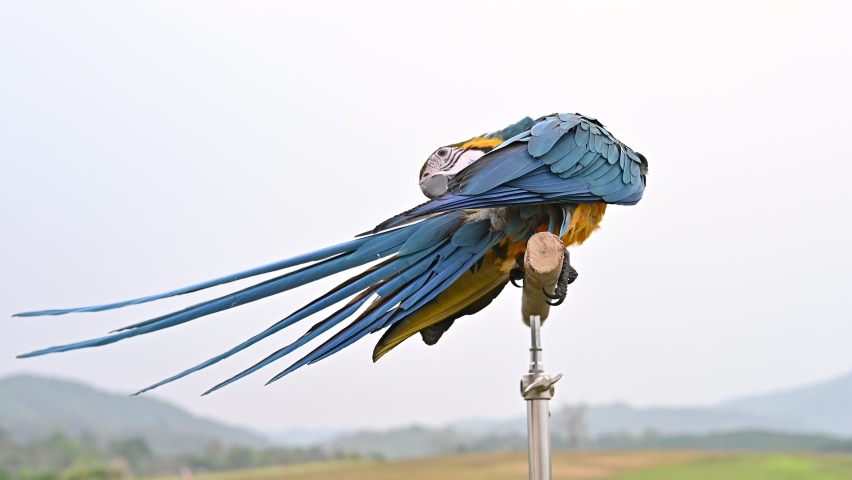 Big blue-and-gold Macaw parrot grooming itself isolated on white sky.