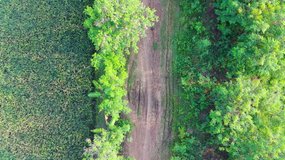 Aerial view of a clay forest country trail surrounded by Fabaceae trees and rice fields, large rain trees flowering samanea. 4K Video Drone