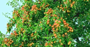 Sweet jujubes grow on jujube tree. Ripe date fruits in autumn season. 4K real time video.