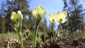 Yellow spring pasque flower (Pulsatilla orientali-sibirica) sways in the wind in the forest.