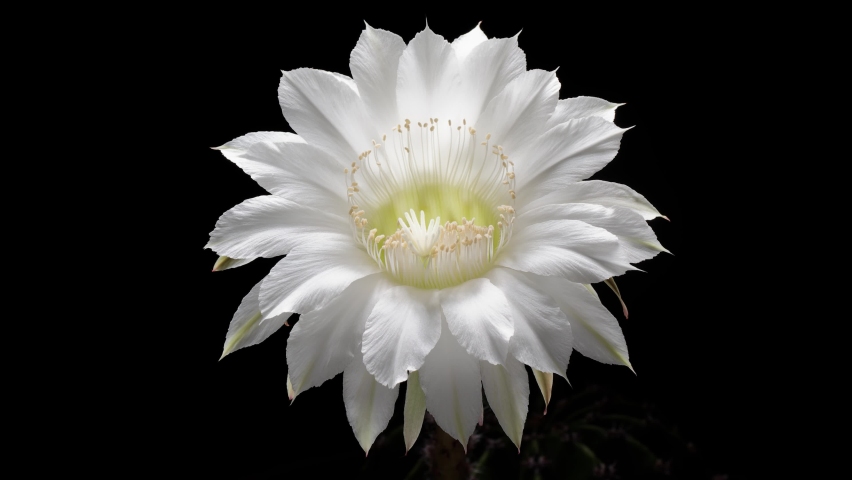 Time lapse footage of white cactus flower growing blossom from bud to full blossom isolated on black background, 4k front view video, close up b roll shot backlit effect.