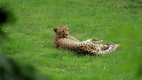 A spotted cheetah lies and rests on the green grass in the forest. Wild animals and nature. - Powered by Shutterstock - Get 15% off with code: PIKWIZARD15