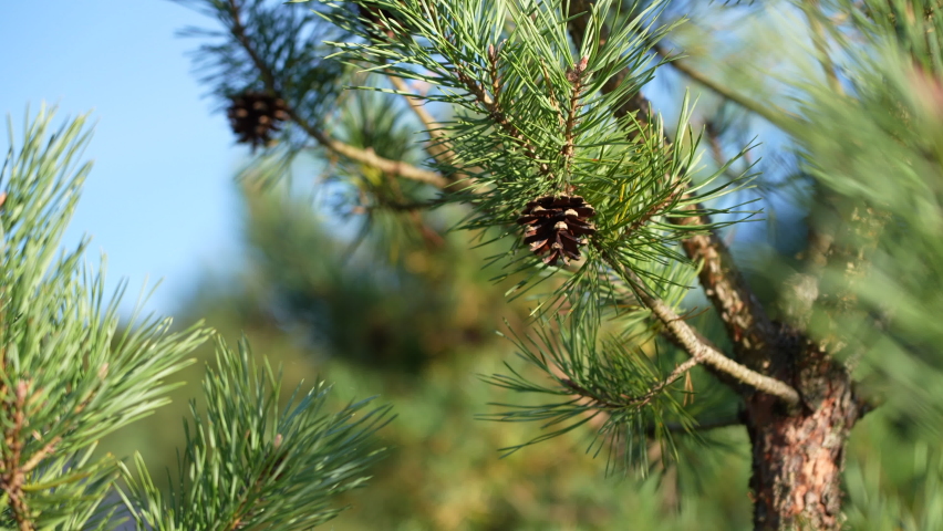 Sunny bright green pine tree closeup cone hanging from a branch wooden wood Estonian forest in Estonia during daytime | Shutterstock HD Video #1094284467