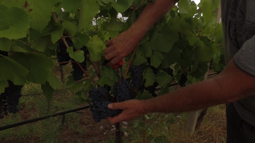 Close up picking grapes in the vineyard | Shutterstock HD Video #1094284767