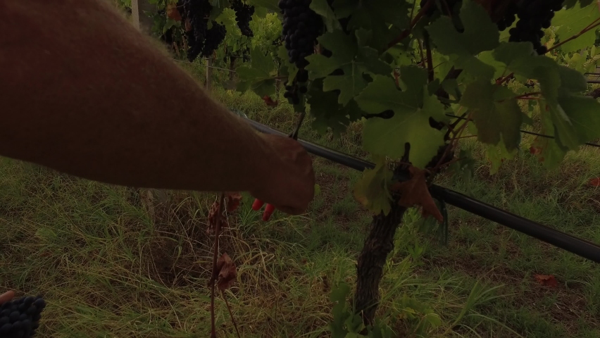 Close up picking grapes in the vineyard | Shutterstock HD Video #1094284769