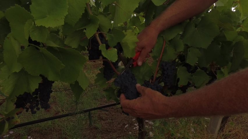 Close up picking grapes in the vineyard | Shutterstock HD Video #1094284771