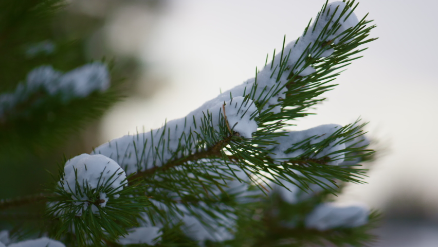 Closeup snow-covered spruce branch with little green needles. White fluffy snow lying on fir twig. Snowbound conifer tree swaying on cold wind. Beautiful landscape in frozen forest frosty winter day. Royalty-Free Stock Footage #1094289183