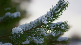 Closeup snow-covered spruce branch with little green needles. White fluffy snow lying on fir twig. Snowbound conifer tree swaying on cold wind. Beautiful landscape in frozen forest frosty winter day. - Powered by Shutterstock - Get 15% off with code: PIKWIZARD15