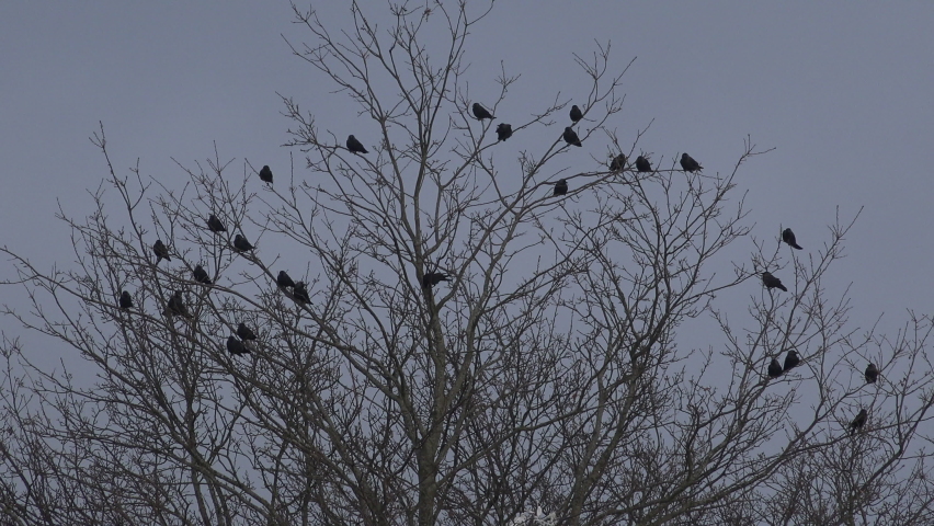 Crows in a tree and fly off in shock as black birds fly away England UK 4K