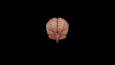 Human Brain 3d Characters 360 Rotation Stock Footage Video (100% ...