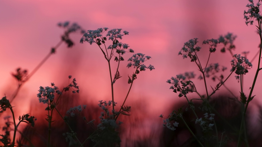 Close-up of blooming Cow parsley, Anthriscus sylvestris during a beautiful pinkish sunset in Estonia