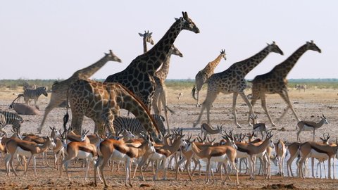 A herd of giraffes and other animals gather around a waterhole in Etosha National Park, Namibia, Africa. : vidéo de stock
