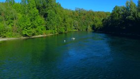 Trezzo sul Adda, Italy. Aerial view of a mountain freshwater river with a low water level surrounded by green trees. White swans on the river. Forest. Wildlife. Green Planet. Ecology. drone video
