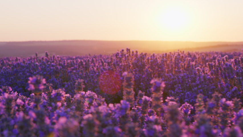 Butterflies Flying on Large purple lavender field with blooming at sunset of day slow motion slide summer. View of field of large bushes of lavender slow motion. Relax. Lens flare Royalty-Free Stock Footage #1094304759