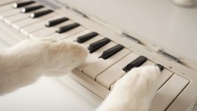 Paws of a cat playing on a keyboard piano. Funny clip.