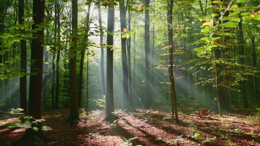 Beautiful sunny morning in green forest
