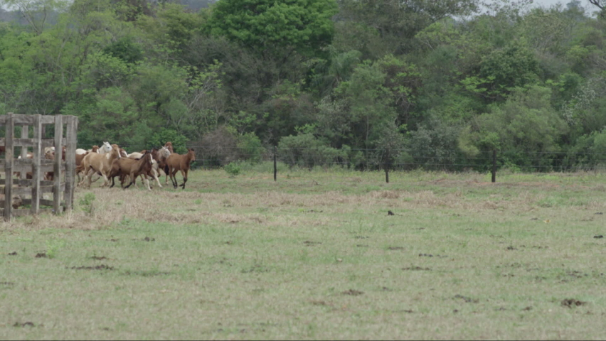 Slow Motion Shot Of A Herd Of Young Horses Running Around The Corner In Their Field