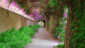 Beautiful tunnel in a park with blooming pink Spanish bougainvillea flowers. Romantic magic atmosphere with branches. Nature landscape horizontal video.