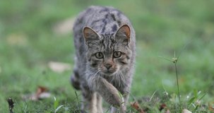 Wild tabby cat walking toward camera and looking like she is hunting