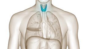 Human Body Glands Thyroid Gland Anatomy Animation Concept. 3D
