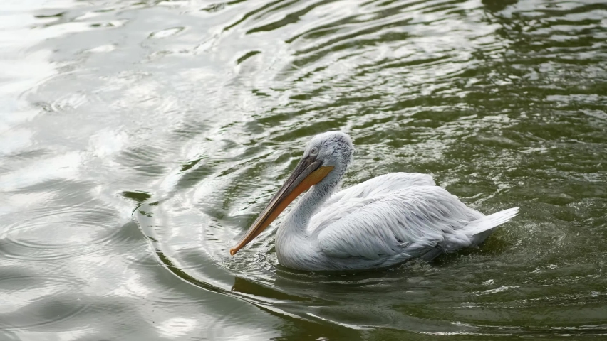 The white pelican is swimming in the pond, flapping his wings and scratching his head, bending his neck.