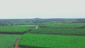 4K Video aerial drone shot top view of greenery farm in Thailand.