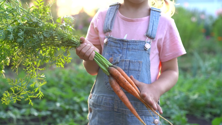 fresh carrots from the garden in the hands of a child, organic products, vegetable harvest