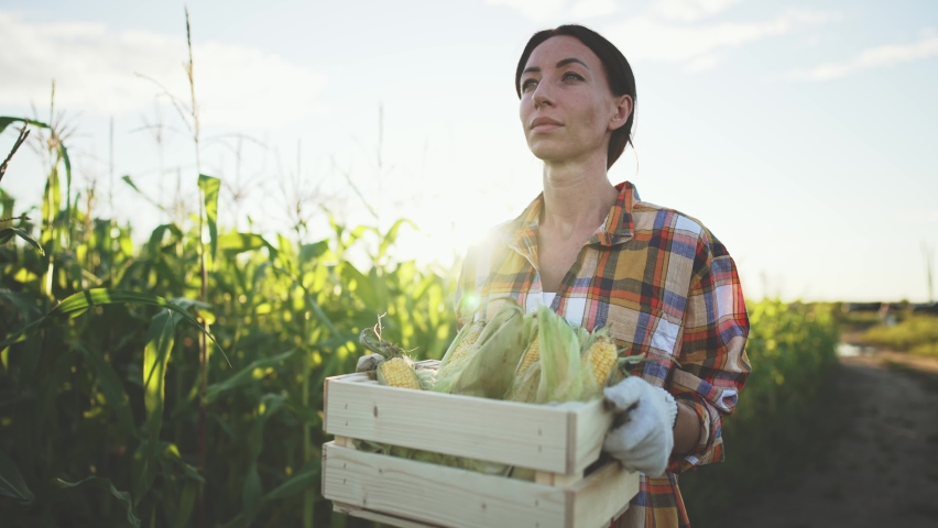 Caucasian young beautiful woman farmer walks through field and carries in hands box with harvested corn crop. Fresh grown vegetables. Agricultural healthy food industry. Summer season harvest.