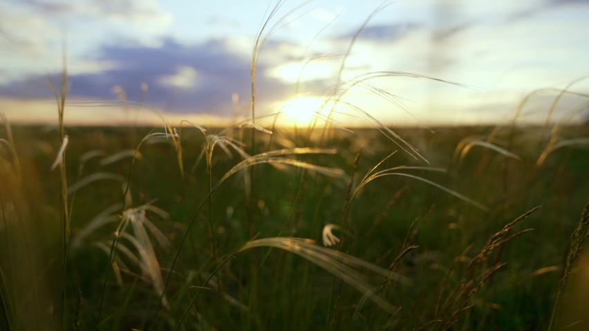 Close-up wheat spikelets on field on beautiful nature sunset andscape on sun rays . Grown rich harvest . Areas of agricultural plant production. Healthy food. Summer season and warm weather on rural.