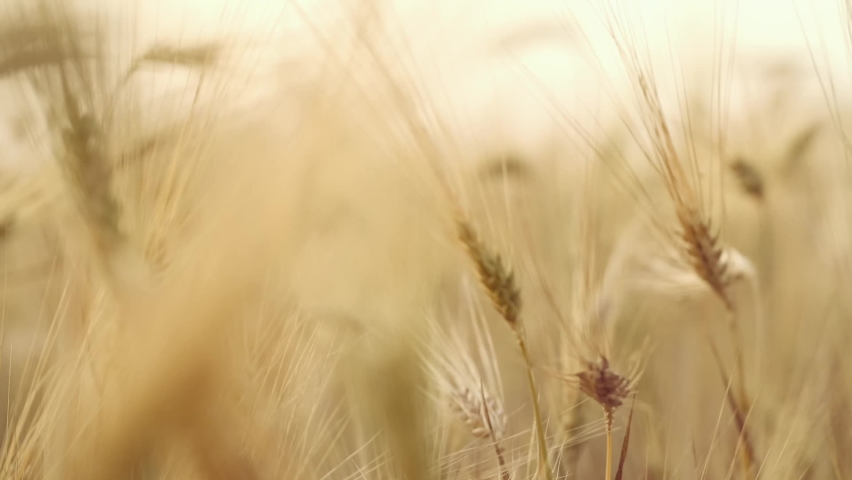 Harvest of Ukrainian wheat in the field. Close-up of ears of wheat. Wheat Field. Harvest and harvesting concept. Golden wheat field isolated. Soft focus, Camera moves forward. Ukraine