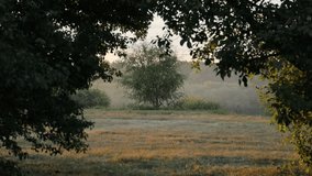 fog over the glade in summer - Powered by Shutterstock - Get 15% off with code: PIKWIZARD15
