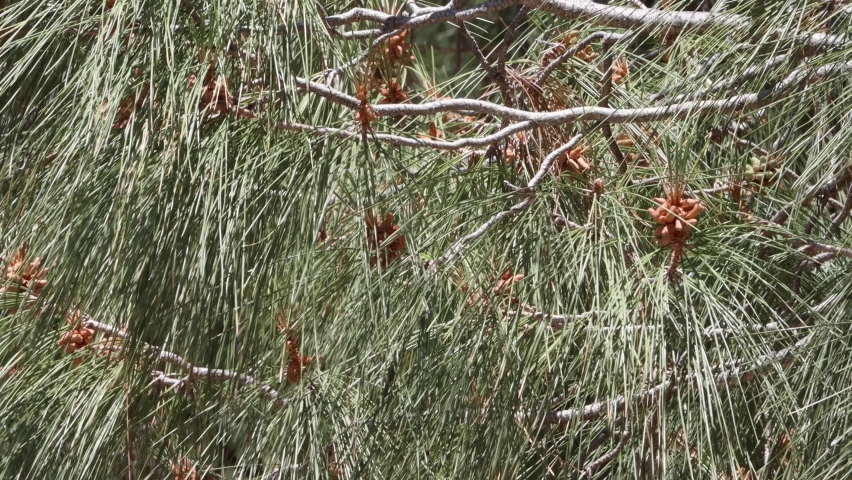 Blue-green drooping trifasciculate distally acuminate slightly twisted needle leaves of Pinus Sabiniana, Pinaceae, native monoecious evergreen tree in the San Rafael Mountains, Springtime.