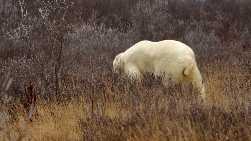 Polar bear walks behind Bushes searching for food, 2022
Canada North America, wildlife, climate change and global warming Concept,2022
