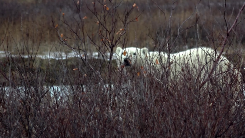 Polar bear Looks at the camera behind Bush, Canada, 2022
Canada North America, wildlife, climate change and global warming Concept,2022
