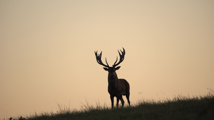 Red Deer (Cervus elaphus) Stag Bellowing During. Hungary Royalty-Free Stock Footage #1094352105