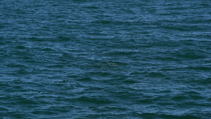 humpback whale slapping in cape cod whale watching tour 