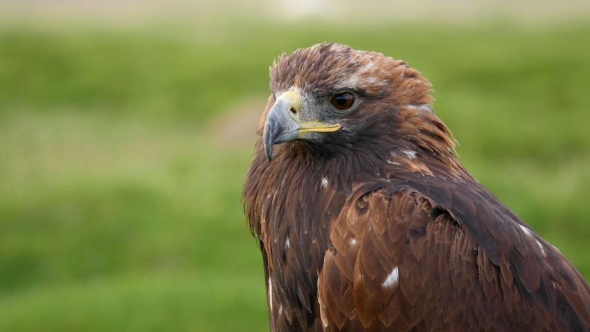 Close up shot of beautiful golden eagle in natural setting near the Altai Mountains of West Mongolia.  Royalty-Free Stock Footage #1094355201