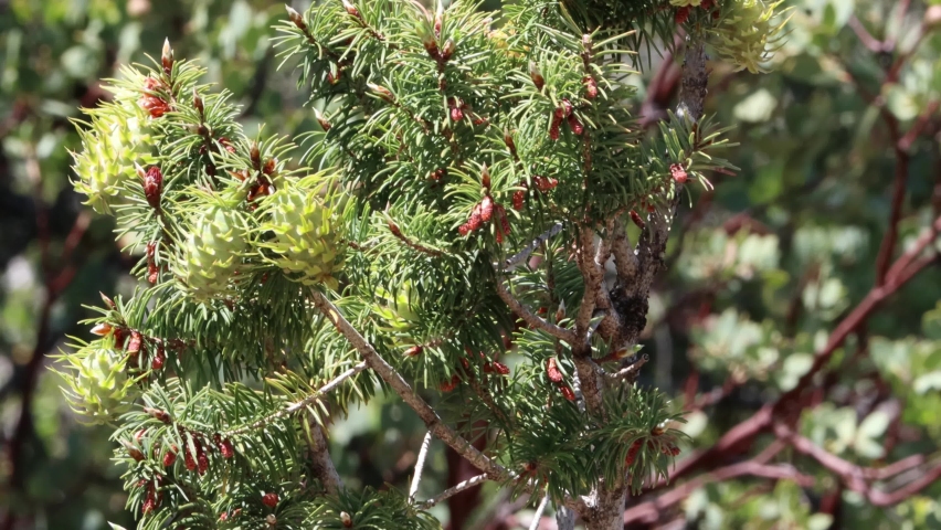Green immature megastrobilus ovulate cones bearing exserted tridentine unfused bracts of Pseudotsuga Macrocarpa, Pinaceae, native monoecious evergreen tree in the San Rafael Mountains, Spring. Royalty-Free Stock Footage #1094355247