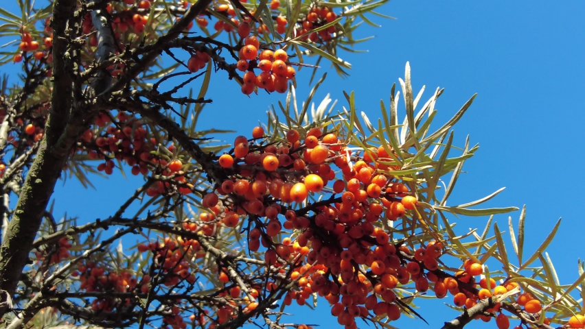 Sea buckthorn close-up shot in early autumn Royalty-Free Stock Footage #1094360671