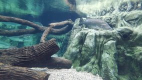 Atlantic Tarpon (Megalops atlanticus) swimming in the clean aquarium. Tarpons are fish of the genus Megalops. 4k footage. 