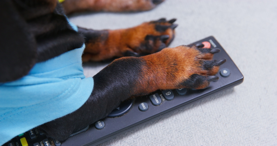 Paw of dog vigorously presses buttons on TV remote control selects channel to watch. Childhood screen addiction, watch time limit, clip thinking, couch potato, channel zapping, day without your TV  Royalty-Free Stock Footage #1094361957